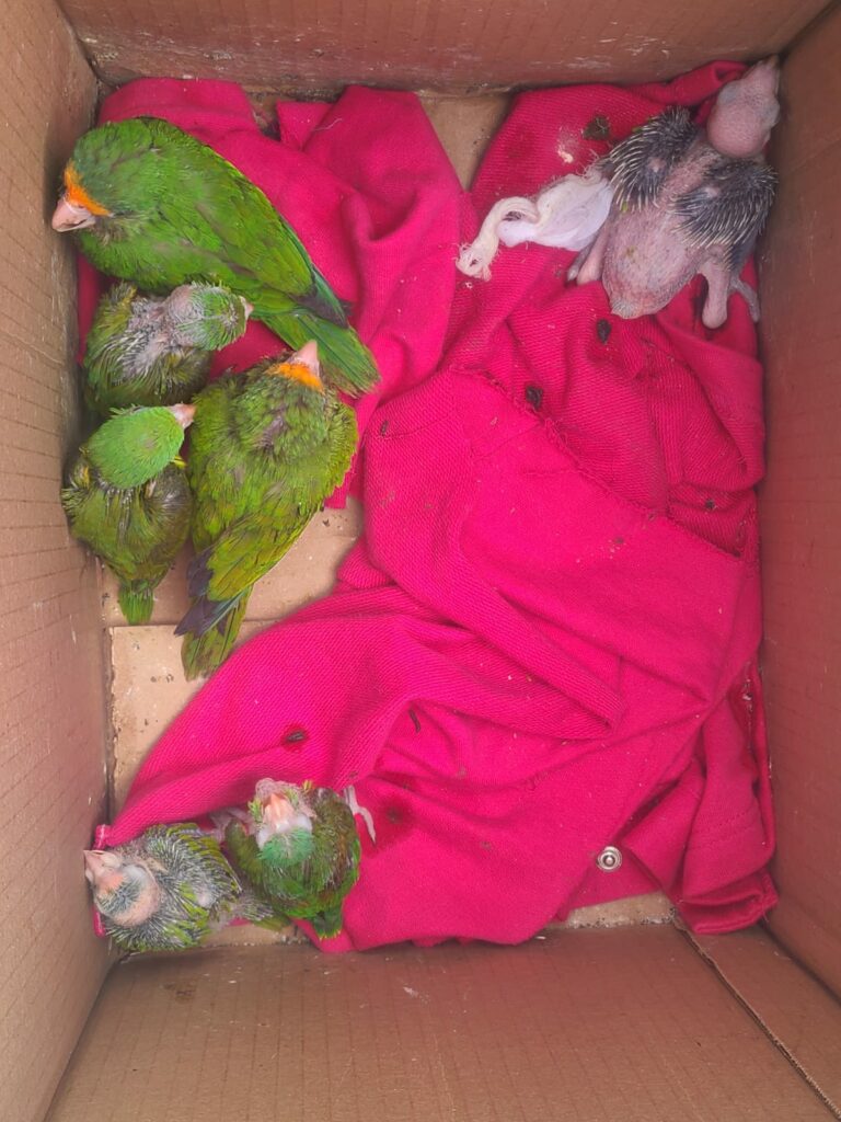Loros peligro de extinción, especies protegidas