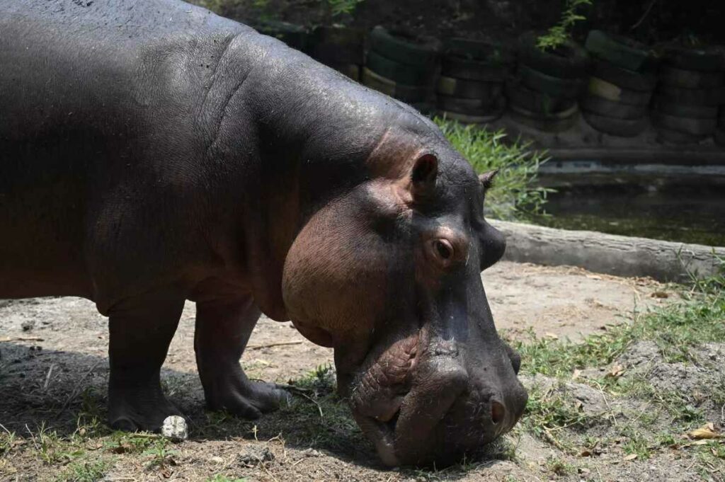 El abandono y la desnutrición se ciernen sobre los 200 animales de un zoológico abierto en Honduras. Foto: AFP