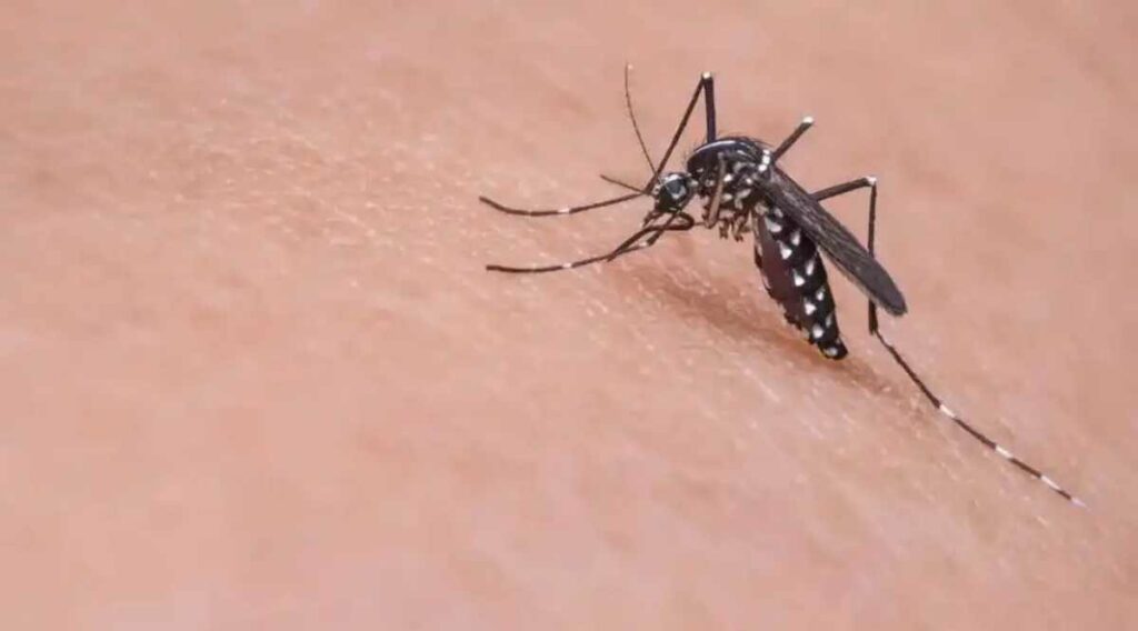 Un centenar de muertos ha dejado este año un brote de dengue en Centroamérica, donde el país más afectado es Guatemala.