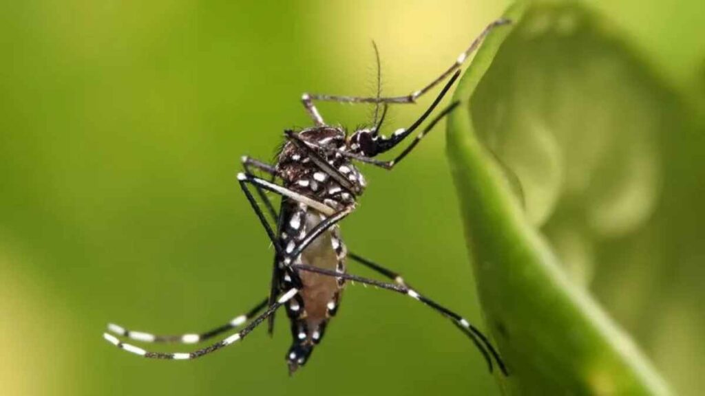 El mosquito Aedes aegypti utiliza el infrarrojo para detectar y alcanzar su objetivo de picar a seres humanos.