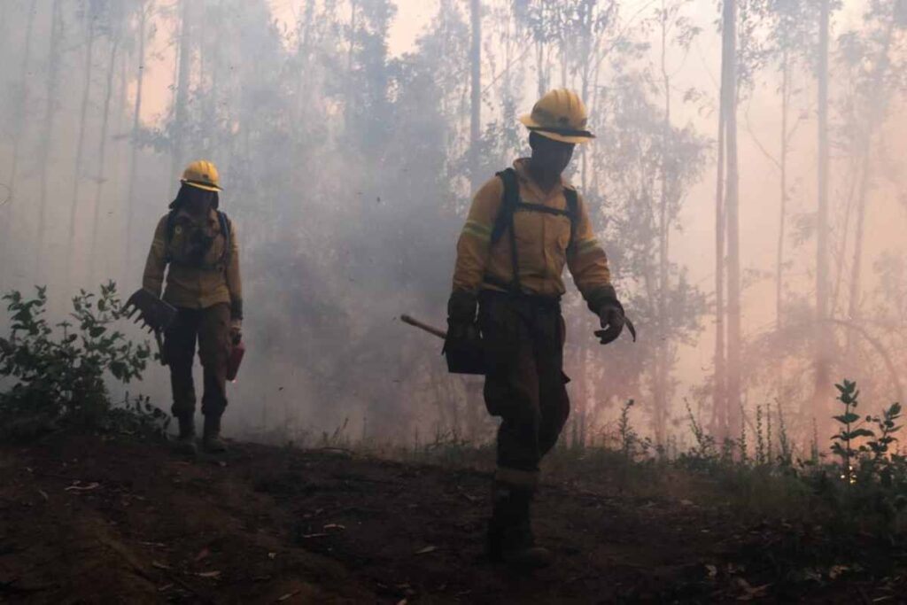 Los incendios forestales que asolan Portugal desde hace una semana batieron “con creces” el récord de emisiones de carbono.