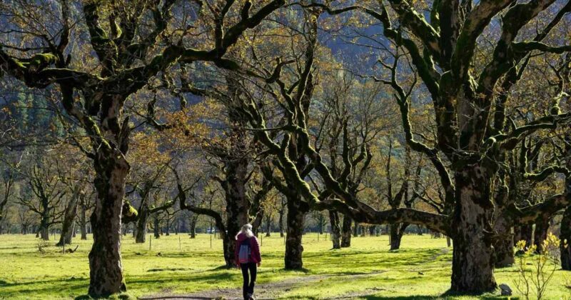 Por primera vez, la mayoría de los árboles del planeta han sido incluidos en la lista roja de la Unión Internacional para la Conservación de la Naturaleza.