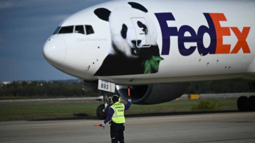 Los osos panda Bao Li y Qing Bao, enviados por China a Estados Unidos, llegaron al aeropuerto internacional de Washington.