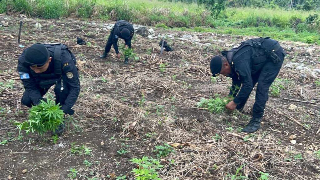 Mas de 17 mil matas de marihuana fueron localizadas en Peten, mismas que fueron erradicadas por policías antinarcóticos.