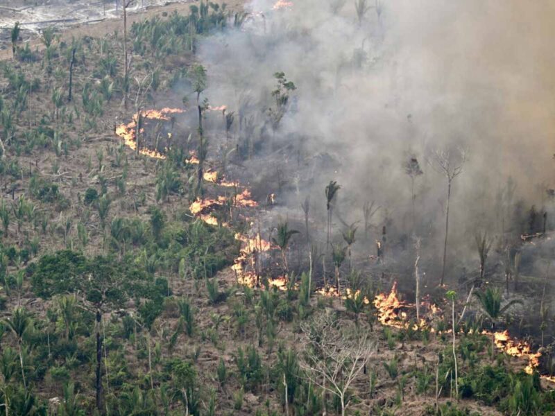 Un grupo de 17 países, pidió a la UE que impulse un “diálogo más tangible” ante las preocupaciones por su ley antideforestación.