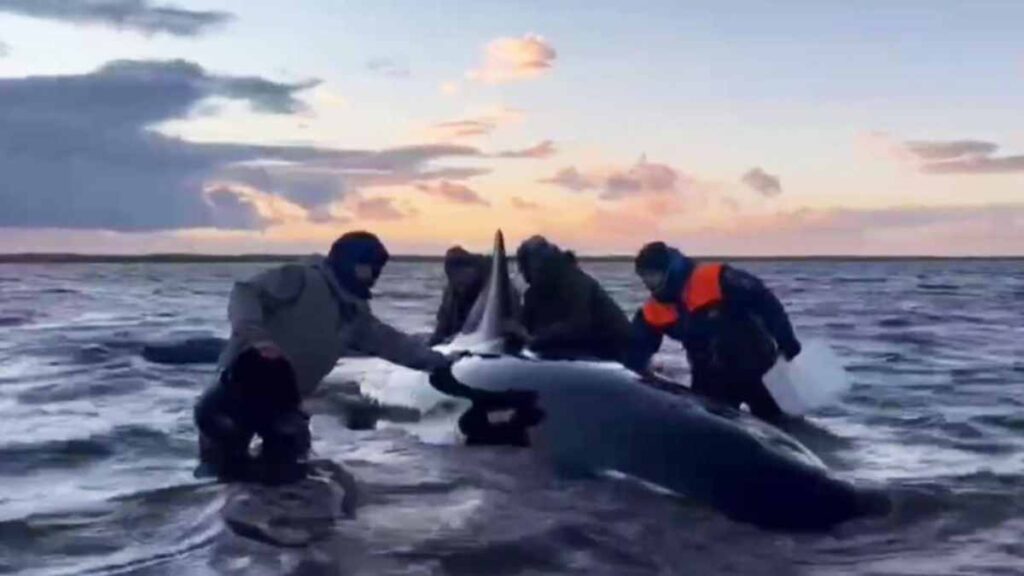 Una operación de rescate está en curso para intentar devolver al mar a un grupo de cuatro orcas varado en un banco de arena en el Extremo Oriente ruso.