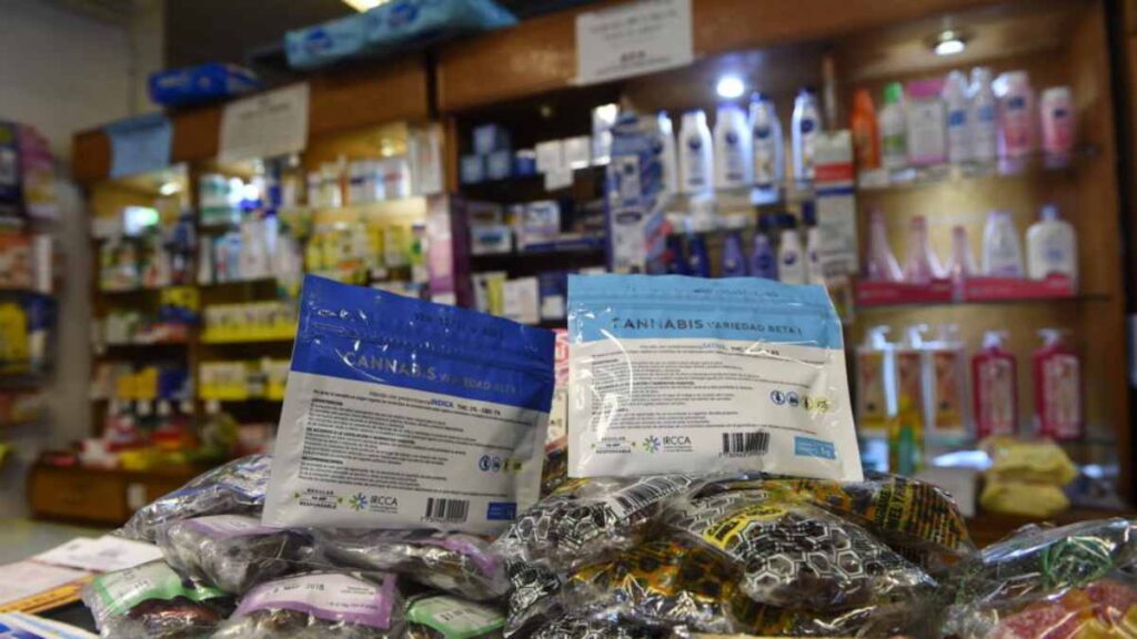 Una variedad de cannabis con mayor efecto psicoactivo salió a la venta en Uruguay en farmacias adheridas a la red de dispensación regulada.