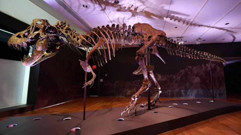 Excrementos, vómitos y restos fosilizados de alimentos en el intestino constituyen pistas clave para entender la espectacular ascensión de los dinosaurios.