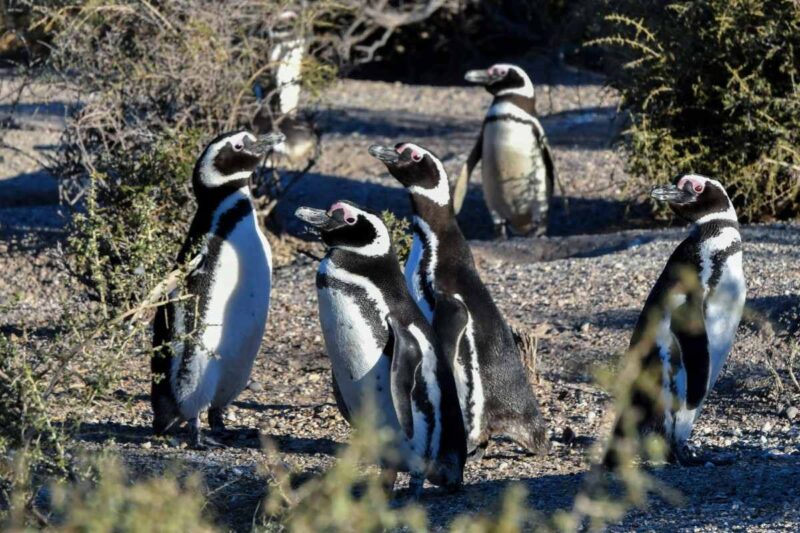 Un productor ganadero de la Patagonia argentina fue condenado a tres años de prisión por daño y crueldad animal.