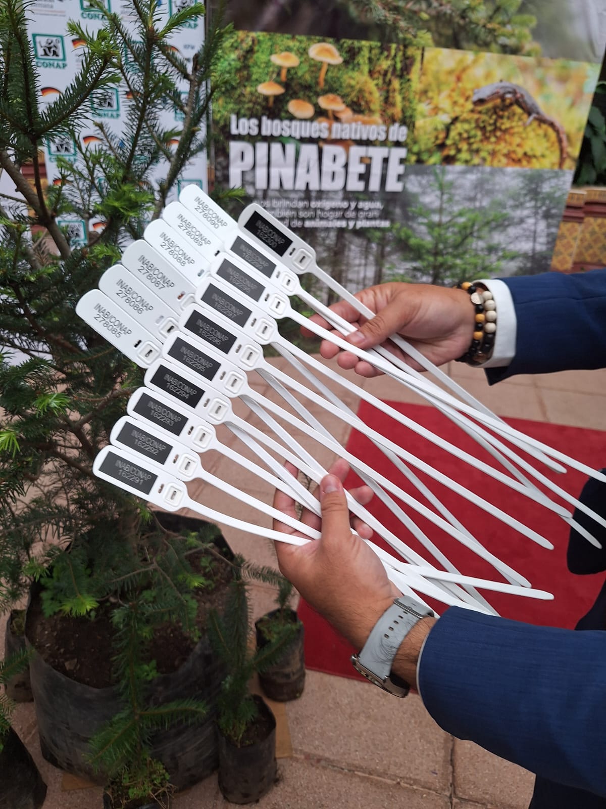 Marchamo certificado para la distribución de Pinabete