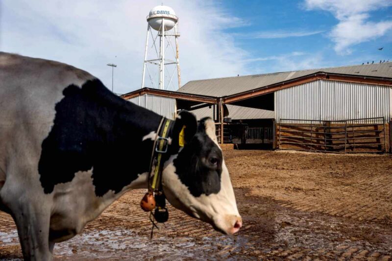 La ganadería se ha convertido en una importante preocupación climática debido al gran volumen de emisiones gaseosas de las vacas.