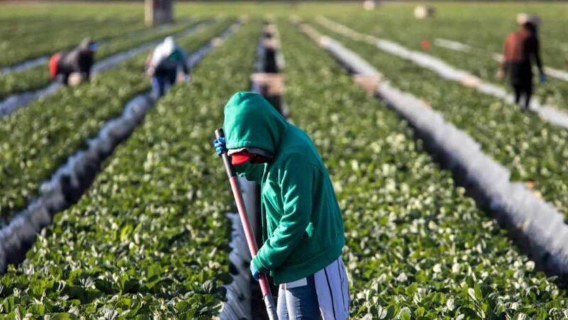 Los granjeros advierten que deportar a millones de inmigrantes, podría impactar severamente en la cadena de producción de alimentos.