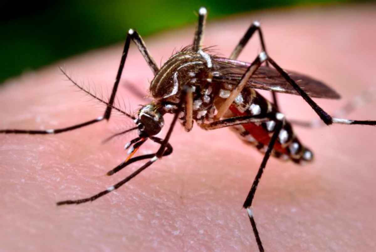 Salud reportan 6,000 casos de dengue en Guatemala