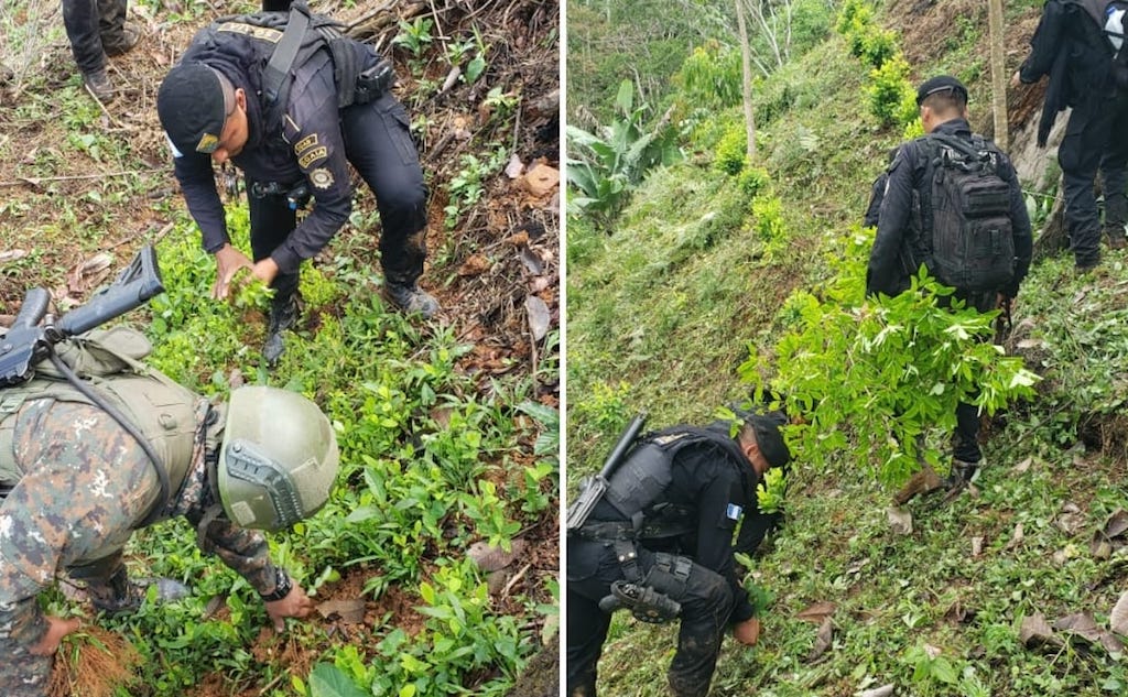 Erradican e incineran mas de cien mil arbustos de hoja de coca