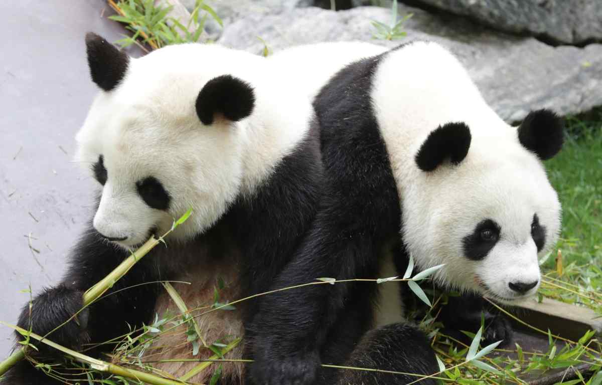 Acuerdo entre China y EE.UU. contempla el traslado de una pareja de pandas