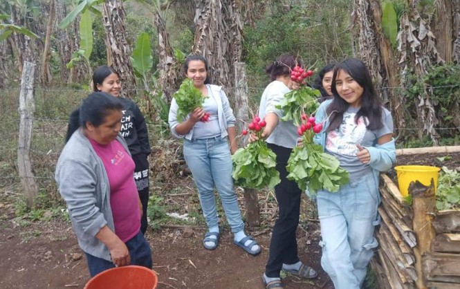 Inicia cosecha de siembra experimental de rábano