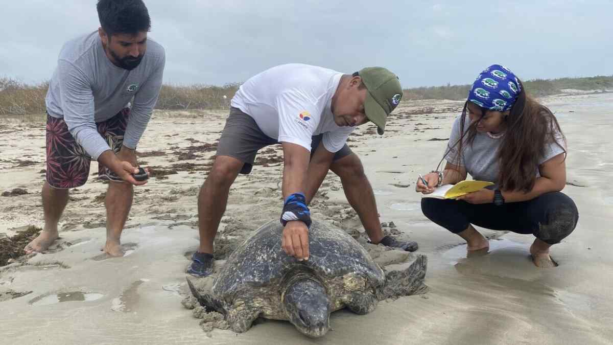 Se realiza la reubicación de huevos de tortuga verde en Galápagos