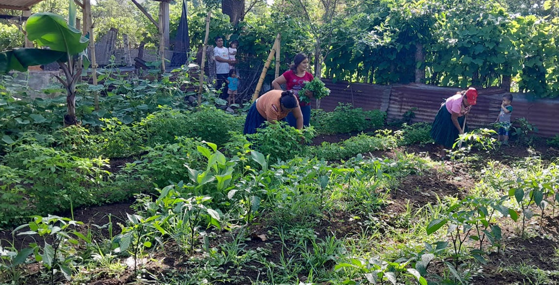 MAGA advierte daños en cultivos por déficit de humedad en algunas zonas por altas temperaturas