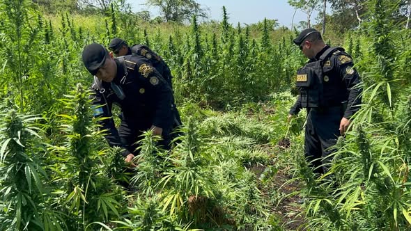 Erradican más de 110 mil matas de marihuana con avalúo superior a Q55 millones en Petén