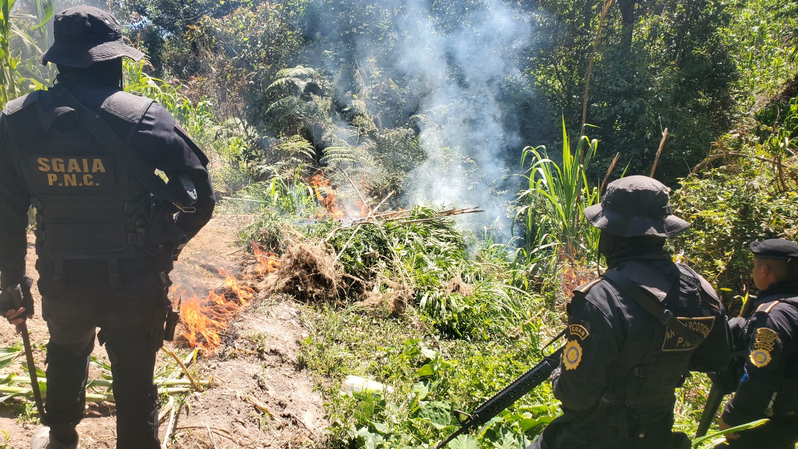 Erradican e incineran más de 5 mil matas de marihuana en Momostenango