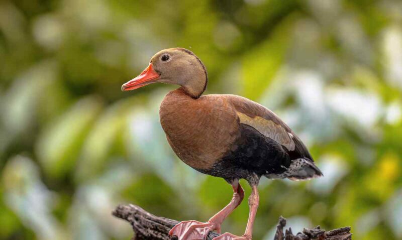 Cinco personas admiten cargos por tráfico de aves migratorias en Puerto Rico
