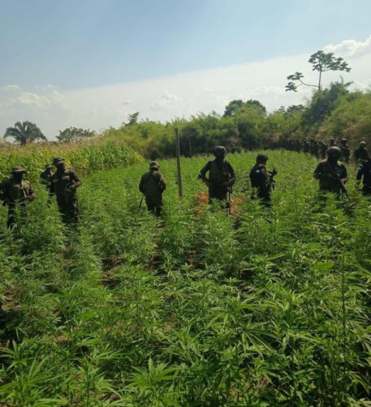 Ejército destruye 250 mil matas de marihuana