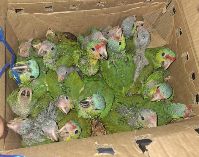 Capturan a un hombre por presunto tráfico ilegal de aves silvestres