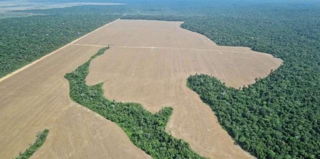 UE descarta nuevo aplazamiento de la ley contra la deforestación