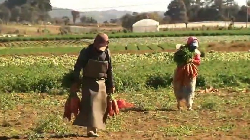 Crisis en Medio Oriente está provocando escasez y aumento en el precio de fertilizantes