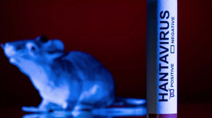 La agencia sanitaria de la UE descarta indicios de mutación en la cepa Andes del hantavirus