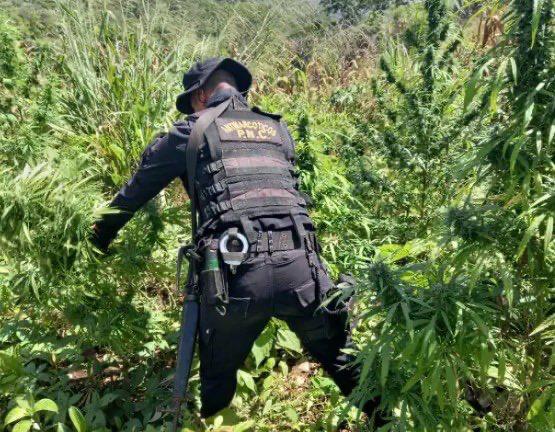 Erradican plantación de marihuana valorada en Q29 millones