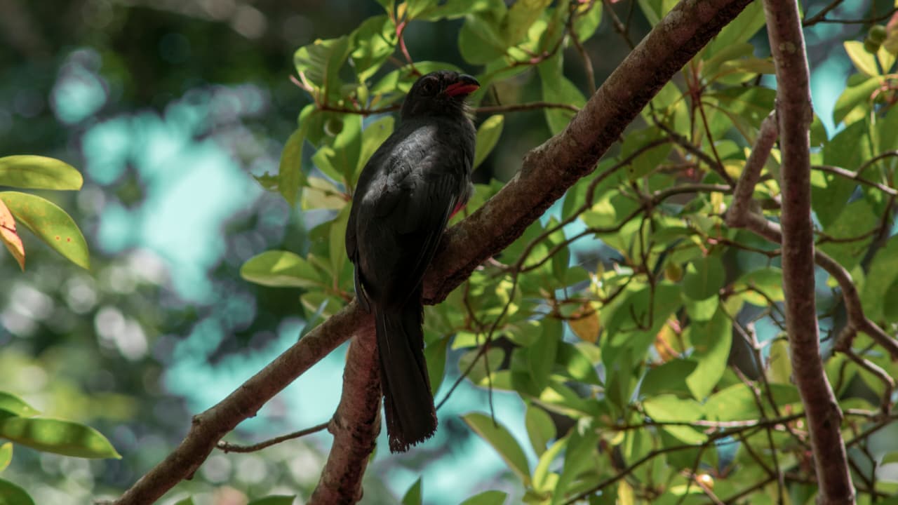El 14% de las especies de flora y fauna de Guatemala está en riesgo de extinción