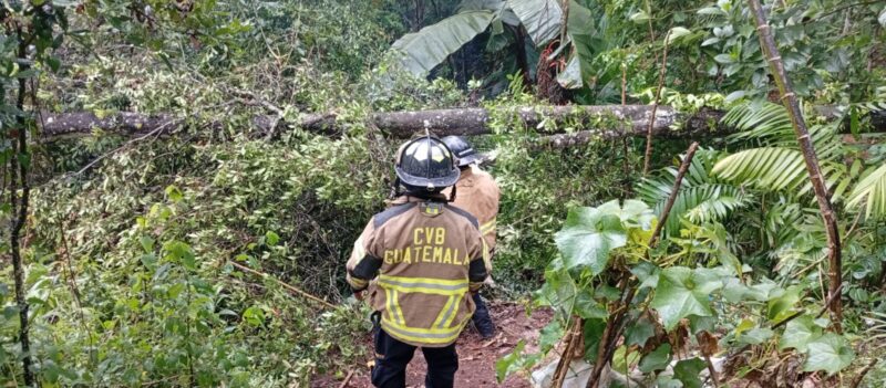 Árbol cae sobre vivienda en Tactic