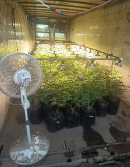 Localizan tres contenedores utilizados para el cultivo de marihuana
