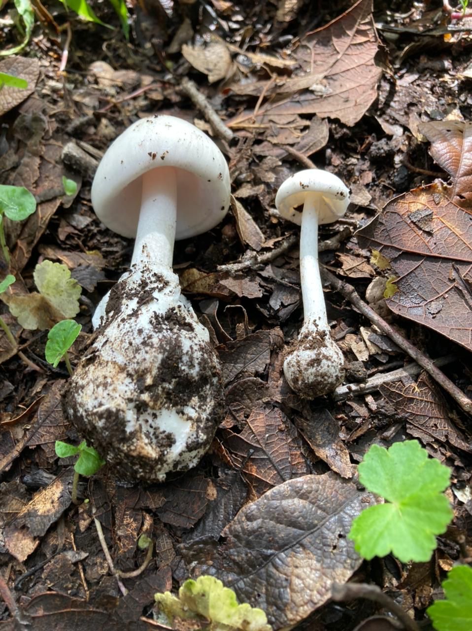 Salud se encuentra en alerta epidemiológica por hongos silvestres