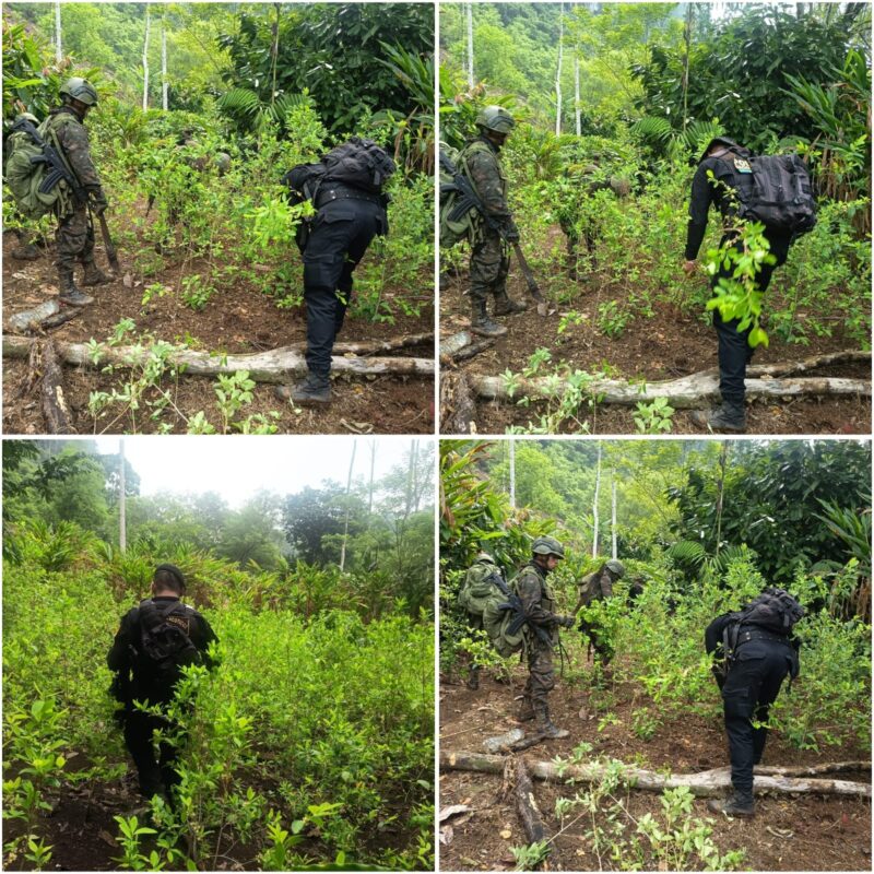 Erradican plantaciones de hoja de coca en Alta Verapaz