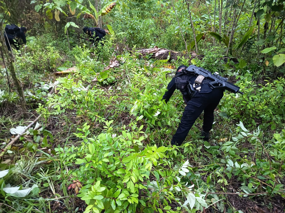 Erradican plantaciones de hoja de coca en Petén