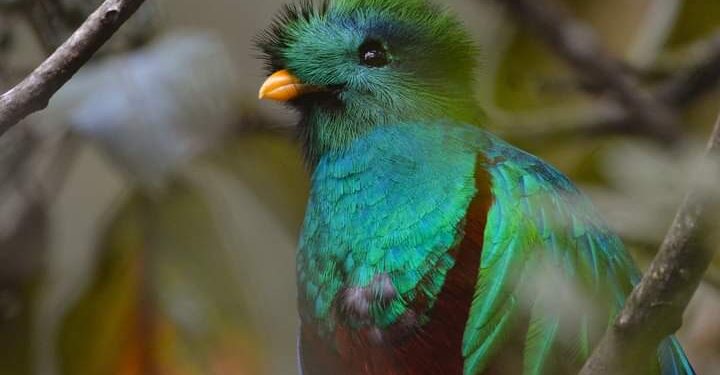 Dia nacional del Quetzal. FOTO: CONAP