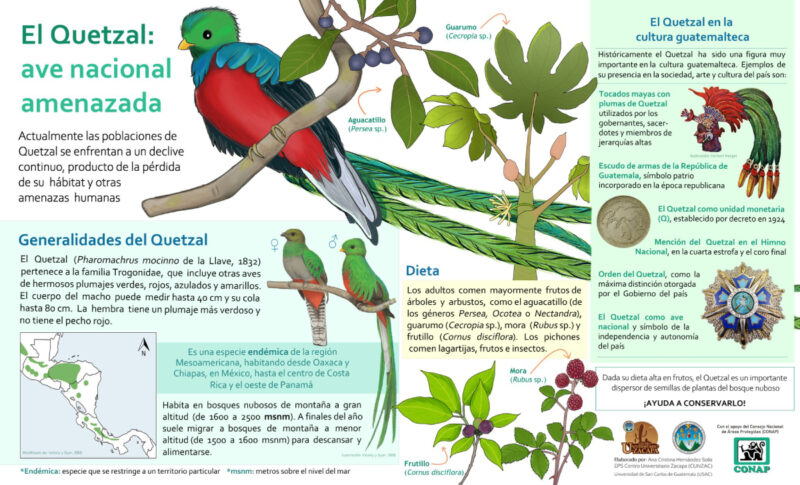 El Quetzale en peligro de extinción. FUENTE: CONAP.