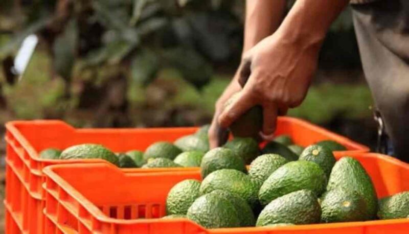 El Gobierno mexicano había establecido desde octubre de 2025 que solo podrían exportarse aguacates procedentes de huertos libres de deforestación desde 2019